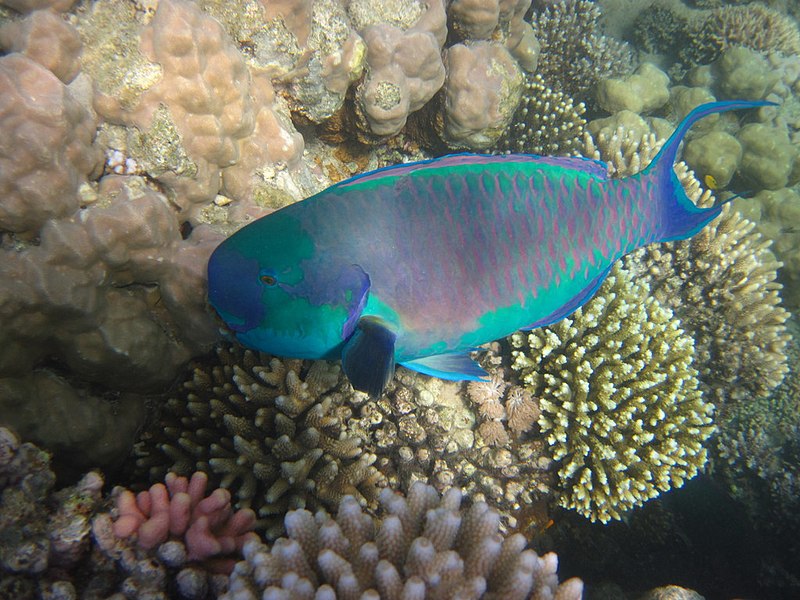 Heavy Beak Parrotfish Size: ML 2.5" to 4 "