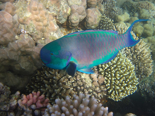 Heavy Beak Parrotfish Size: ML 2.5" to 4 "