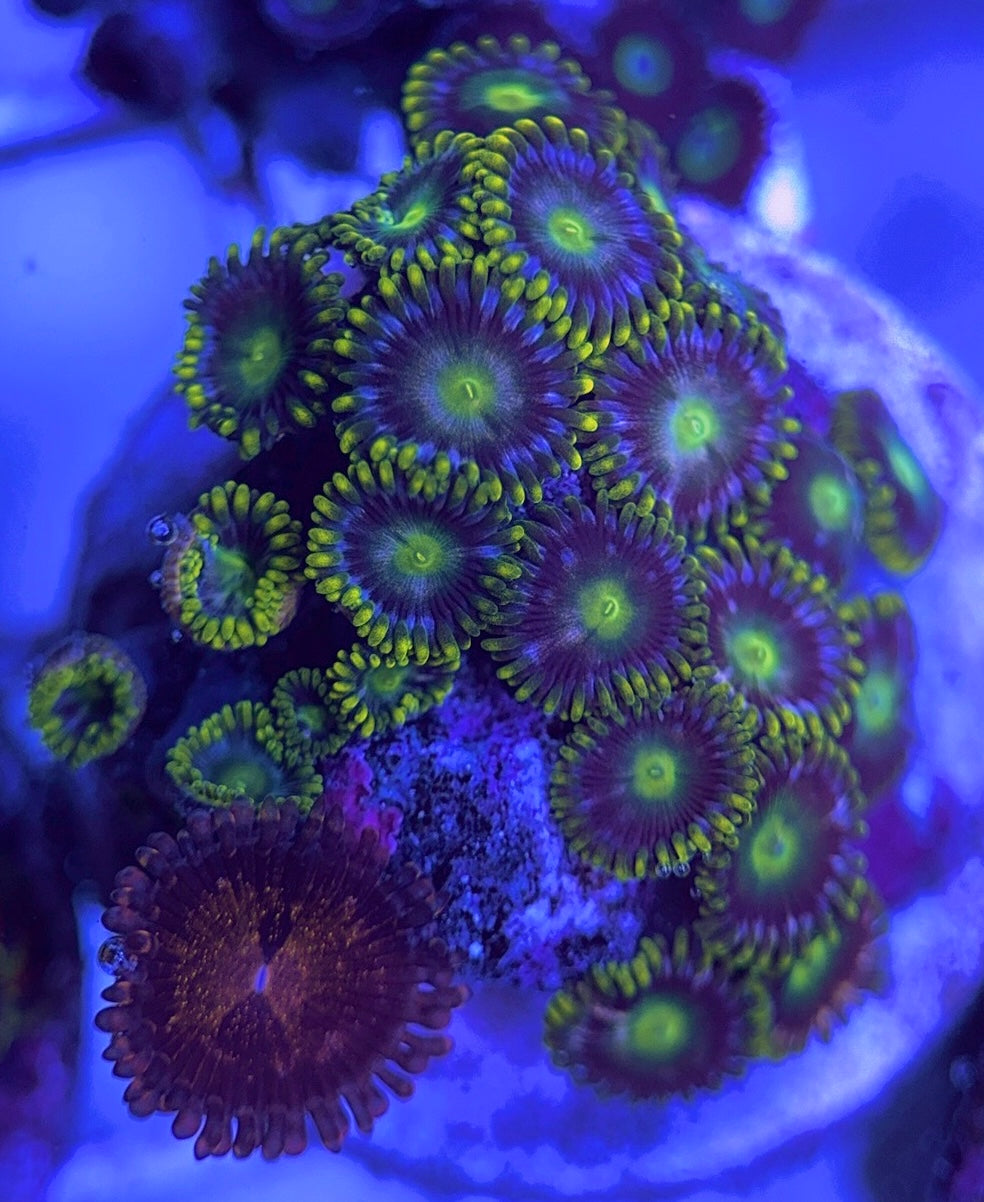 Aquacultured Zoanthids/Playthoa AZP031605 WYSIWYG