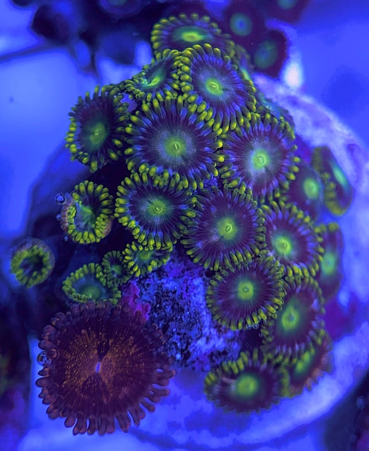 Aquacultured Zoanthids/Playthoa AZP031605 WYSIWYG