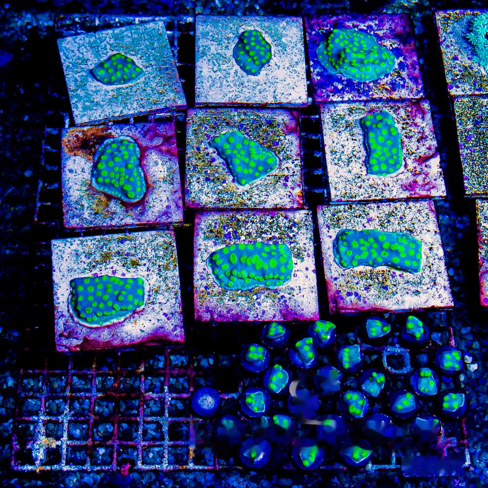 Coastal Breeze Chalice Frag (Aquacultured) Size: M 0.75" to 1" Approx Frag
