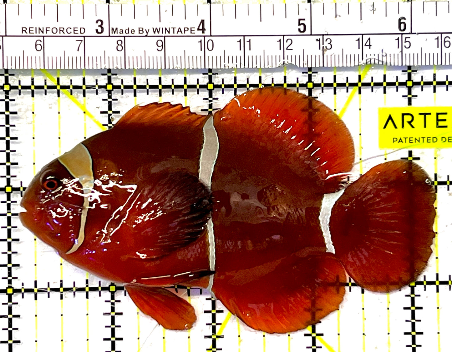 White Stripe Maroon Clownfish WSMC032002 WYSIWYG Size: XL 4.25" approx