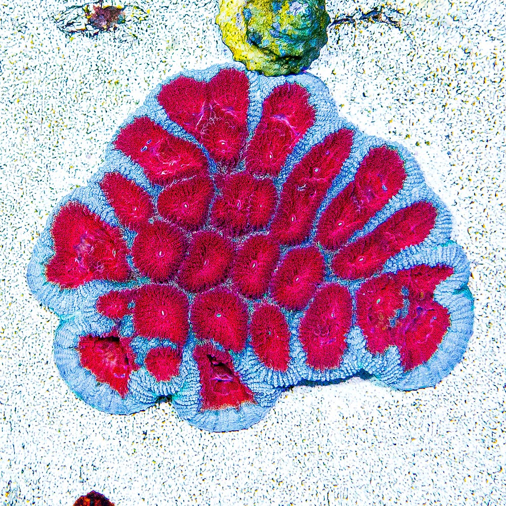 Old Glory Favia (Aquacultured) Size: M 0.5" to 0.75" Approx Frag