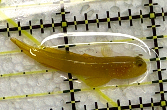 Yellow Watchman Goby YWG040102 WYSIWYG Size: S 1.75" approx