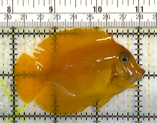 Yellow Mimic Tang (Chocolate Tang When it is Adult) YMT033103 WYSIWYG Size: M 3" approx