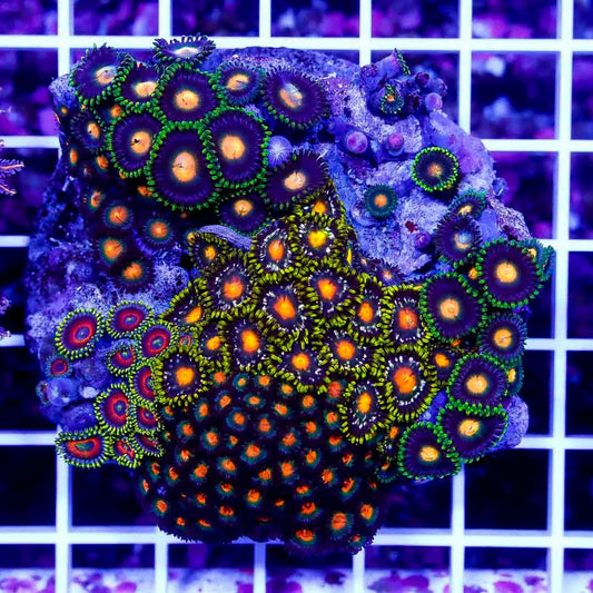 Indo Zoa Mini Reef (Cultured) IZMR022703 WYSIWYG