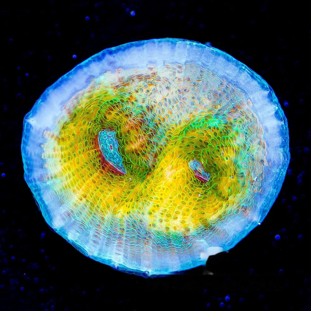 Space Jump Chalice Frag (Aquacultured) Size: M 0.75" to 1" Approx Frag \