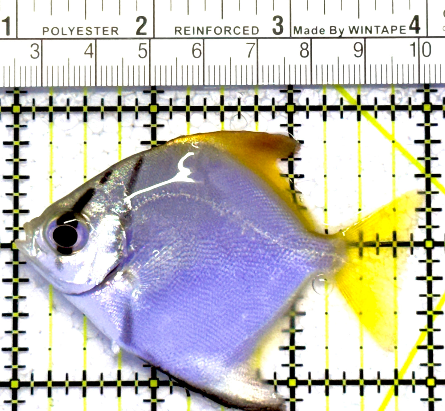 Mono Angelfish MA122601 WYSIWYG Size: ML 2.75" approx
