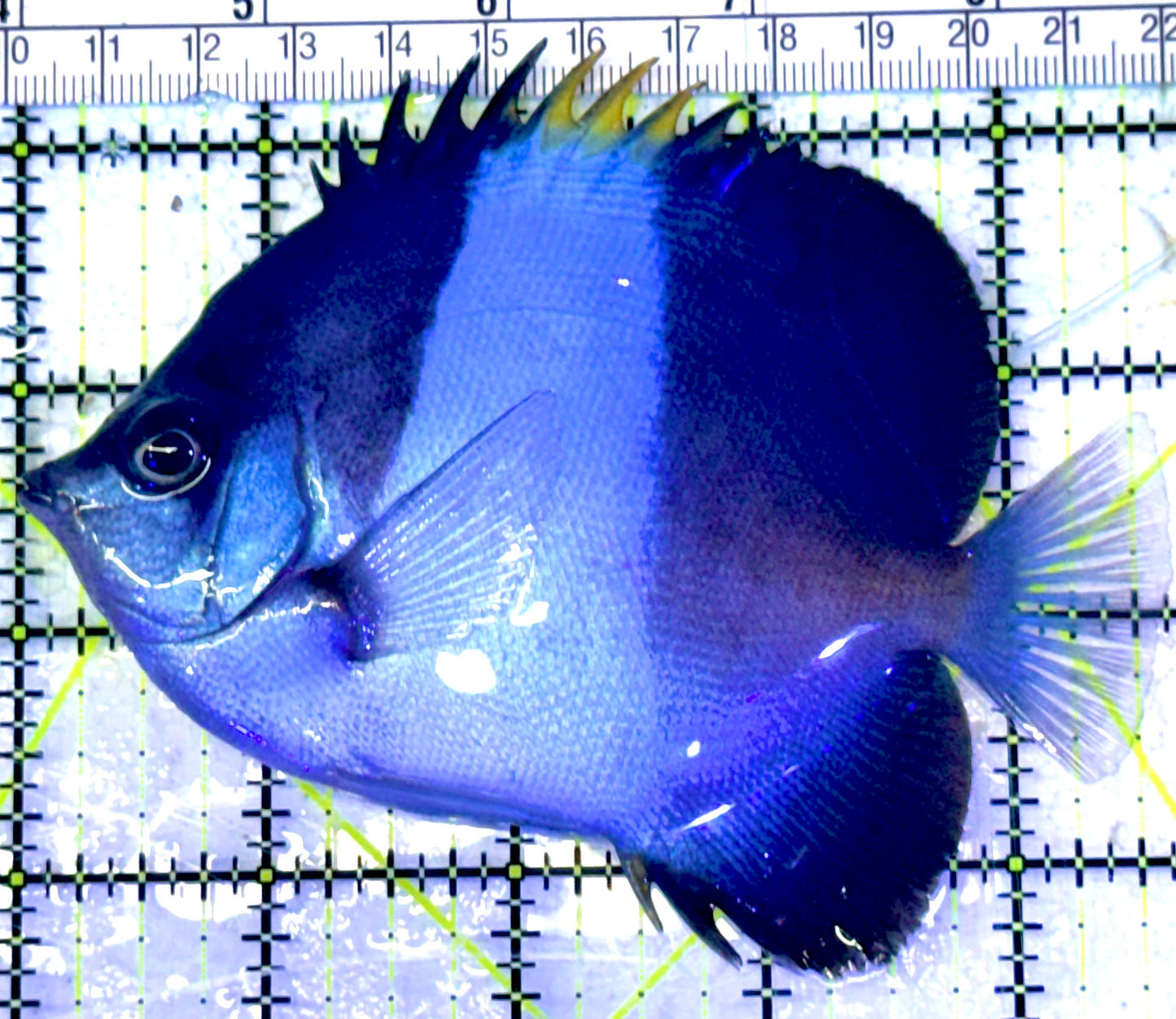 Black Zoster Butterflyfish BZB031704 WYSIWYG Size : L 4.75" approx