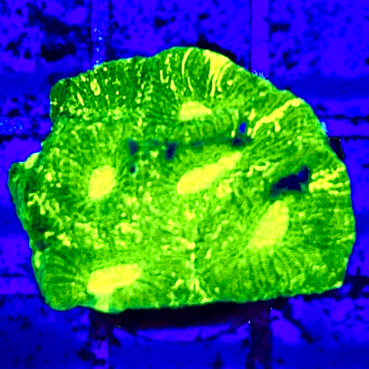 Neon Favia WYSIWYG FAV122707 Size: 2" Frag Aprox