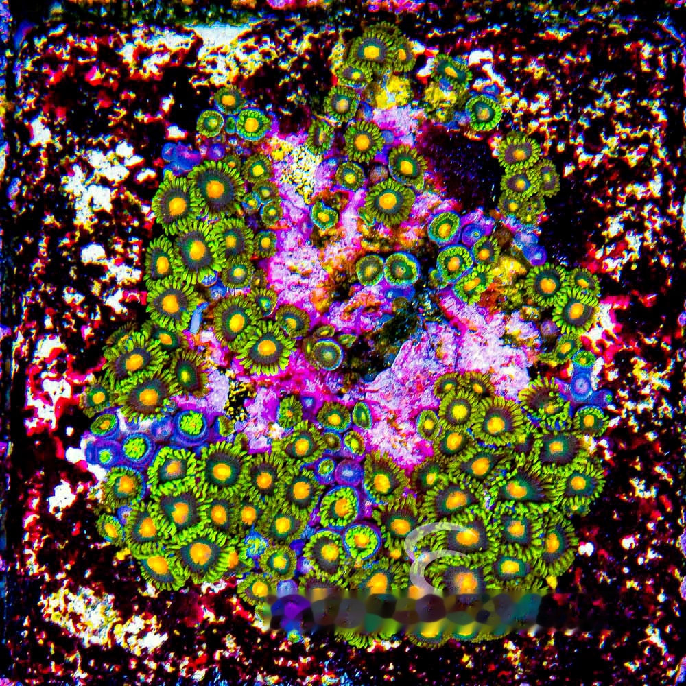 Aquacultured Green Bay Packers Zoanthid Frag (4+Polyp Average) Size: M 0.75” to 1” Frag