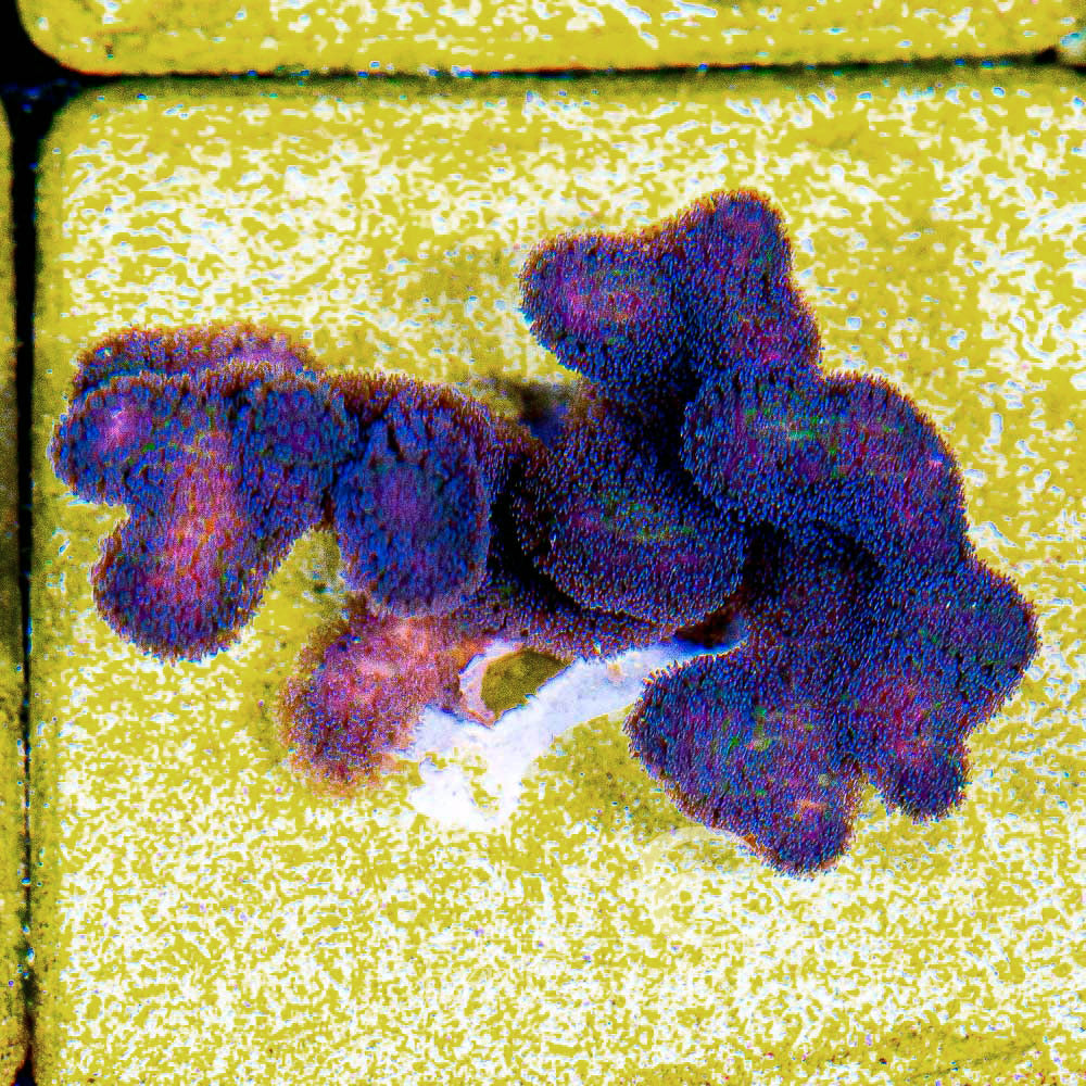 Tidal Gardens OG Tyree Rainbow Stylophora Frag (Aquacultured) Size: M 0.75" to 1" Approx Frag