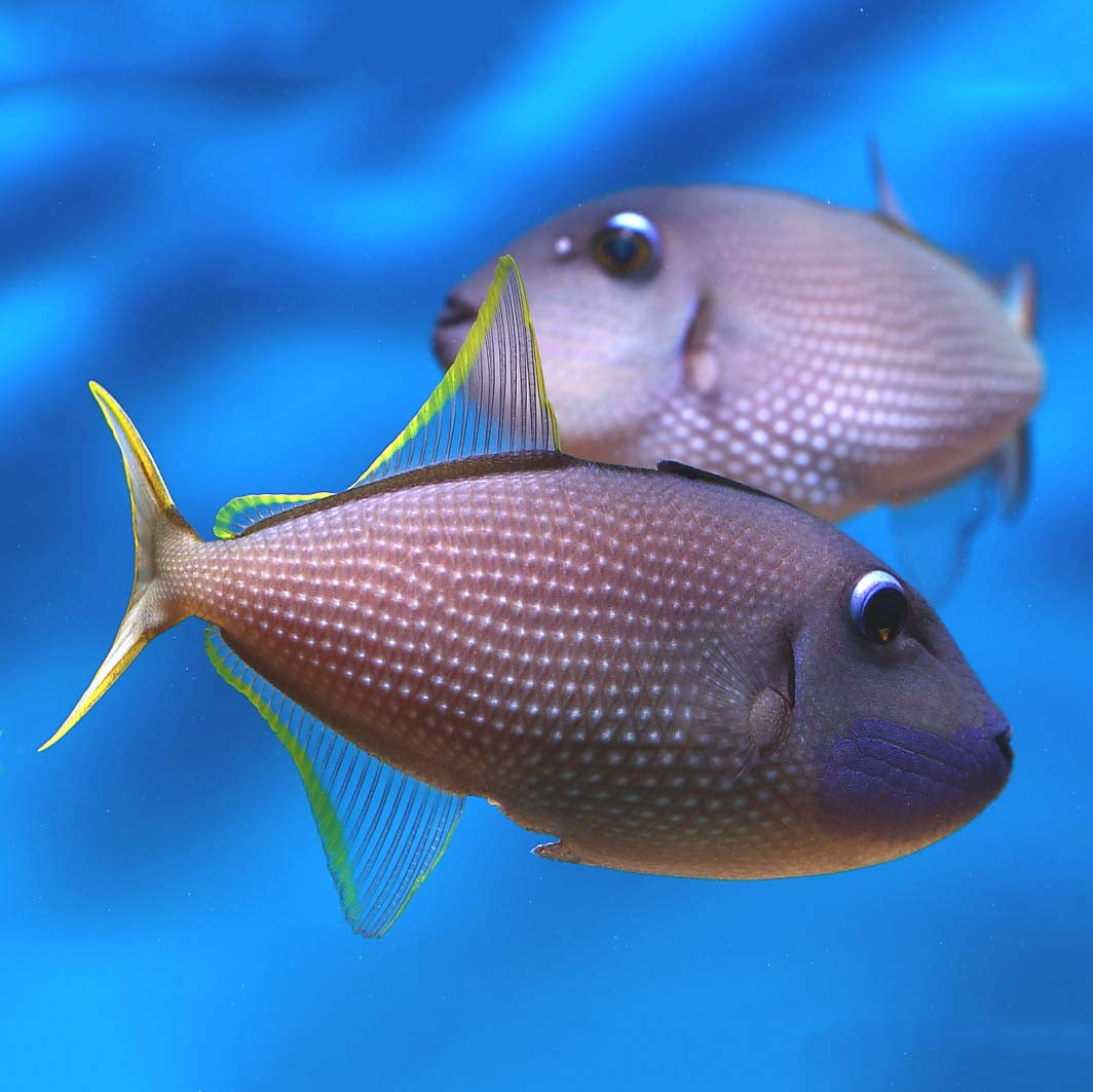 Pair of Blue Throat Triggerfish (Reefsafe) Female: 3" to 5", Male: 3" to 6" - Violet Aquarium 