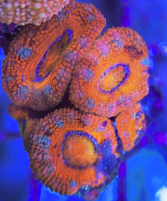 Aussie Acan Lordhowensis AAL031305 WYSIWYG