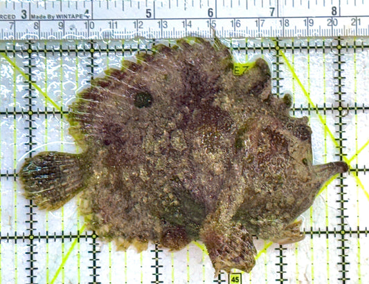 Angler A032701 WYSIWYG Size: XL 5.25" approx