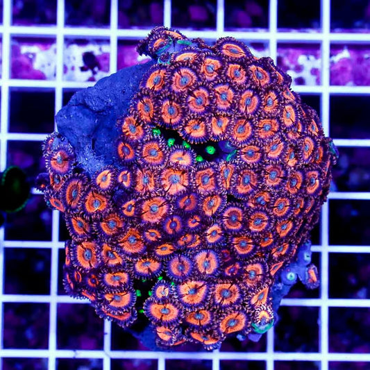 Ultra Aussie Big Orange Gold Palythoa Mother Colony UABOGPMC022701 WYSIWYG