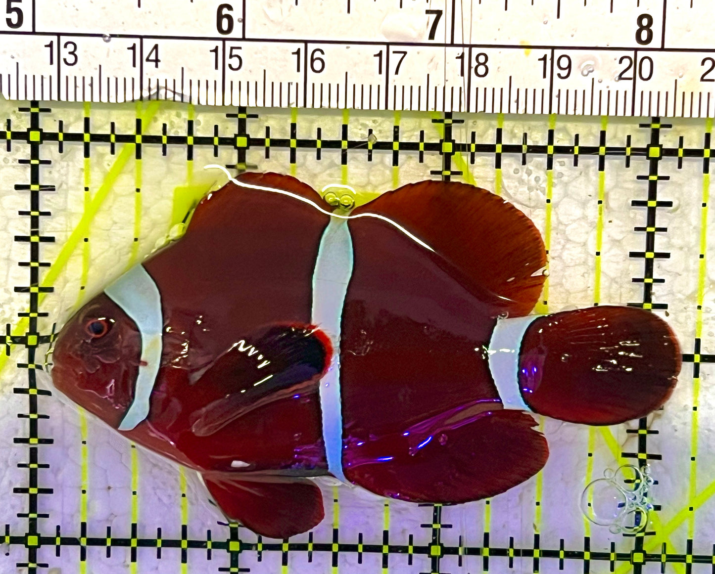 White Stripe Maroon Clownfish WSMC033101 WYSIWYG Size: L 3" approx
