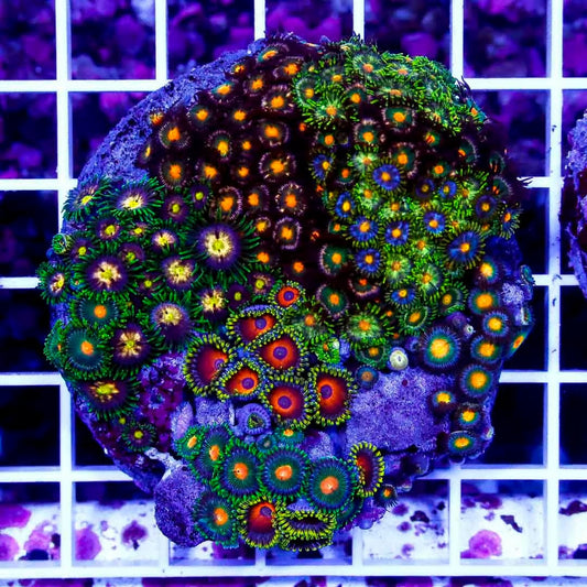 Indo Zoa Mini Reef (Cultured) IZMR022701 WYSIWYG