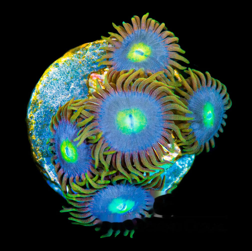 Aquacultured Blueberry Zoanthid Frag (4+ Polyp Average) Size: M 0.75” to 1” Frag