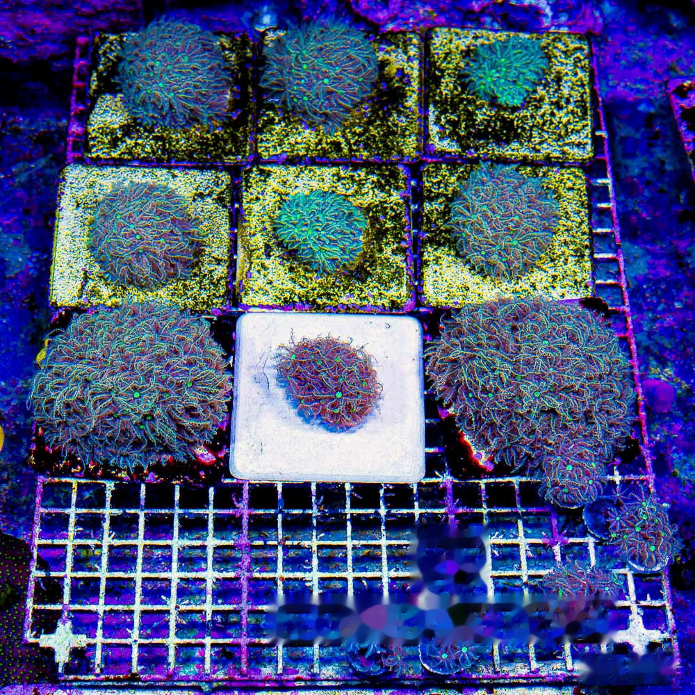 Bad Hair Day Pipe Organ Frag (Aquacultured) Size: M 0.75" to 1" Approx Frag