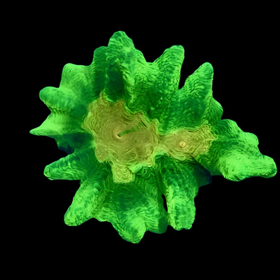 Space Invader Pectinia (Aquacultured)