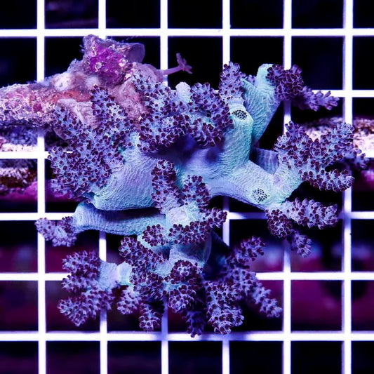 Aussie Ultra Kenya Tree Mother Colony AUKTMC022602 WYSIWYG