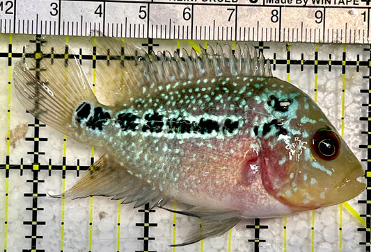 Flowerhorn Cichlid FC12003 WYSIWYG Size: S 3.5" Approx