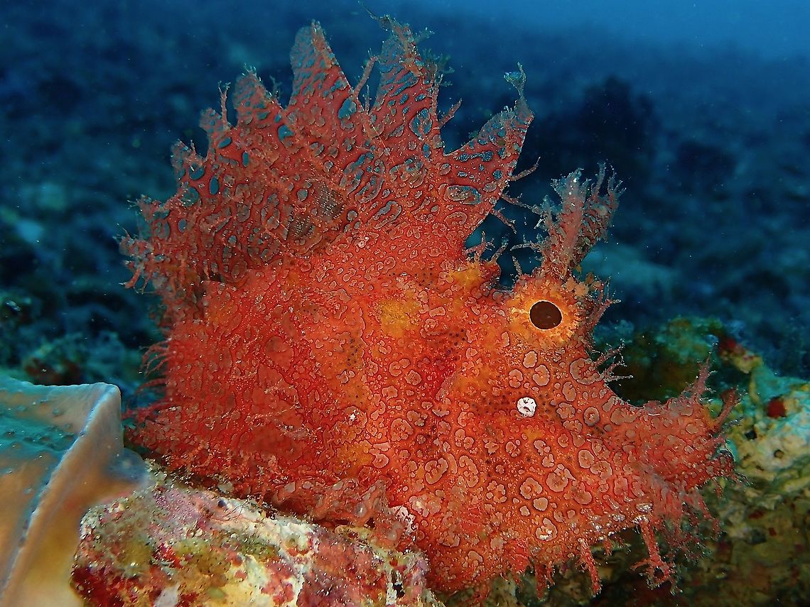 Red Frilly Weedy Rhinopias Fish Size: L 5