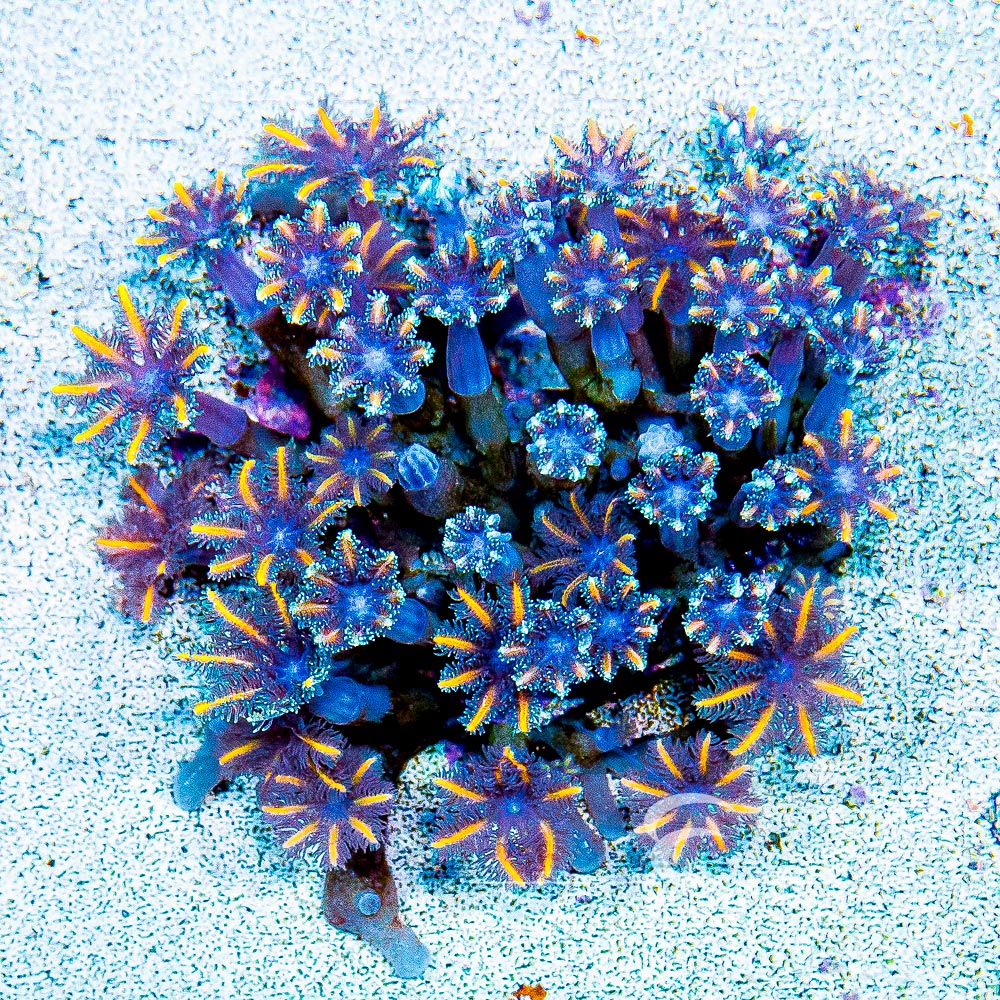 Candy Corn Clove Polyp Frag (Aquacultured) Size: M 0.75" to 1" Approx Frag