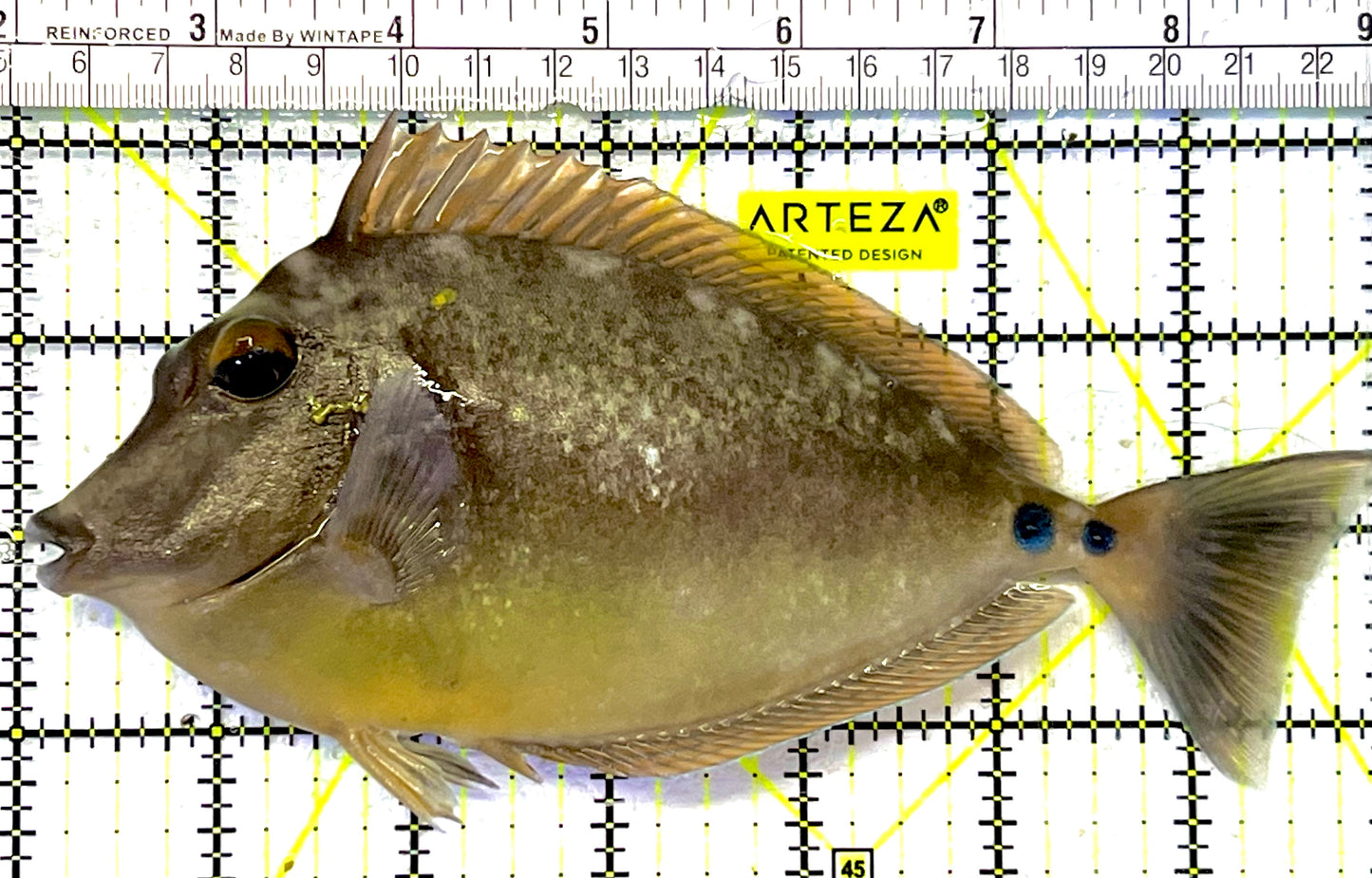 Unicorn Tang UT032001 WYSIWYG Size: XL 6.75" approx