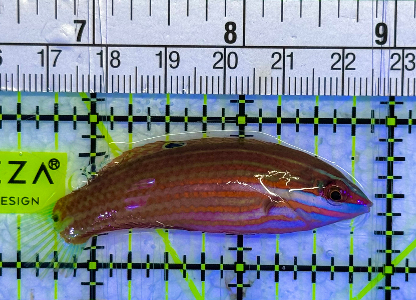 Christmas Wrasse CW040101 WYSIWYG Size: XL 2.5" approx