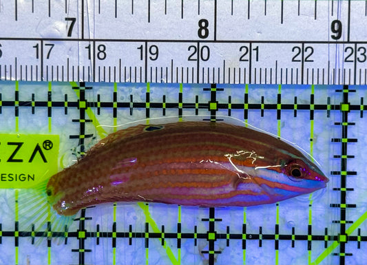 Christmas Wrasse CW040101 WYSIWYG Size: XL 2.5" approx