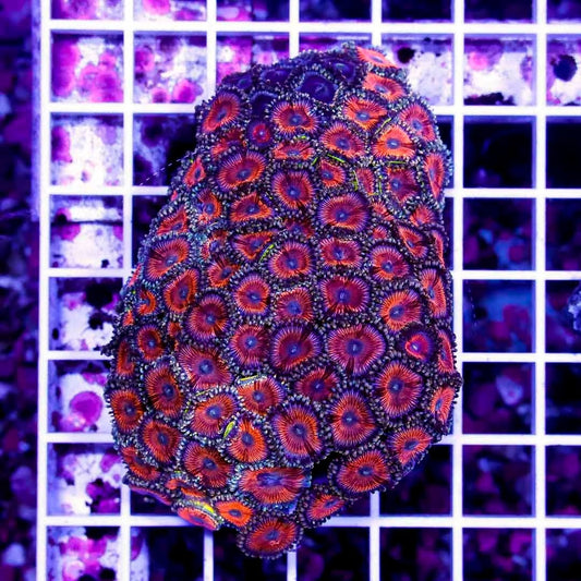 Ultra Aussie Big Orange Gold Palythoa Mother Colony UABOGPMC022702 WYSIWYG