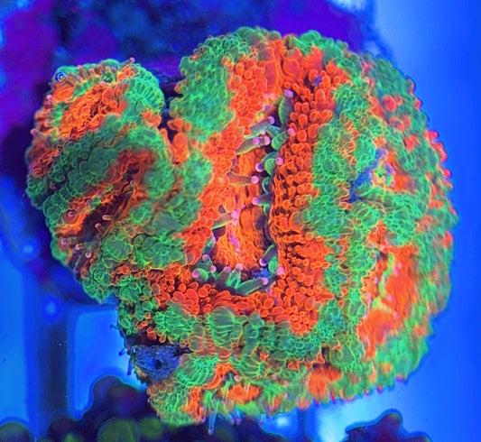 Aussie Acan Lordhowensis AAL031312 WYSIWYG