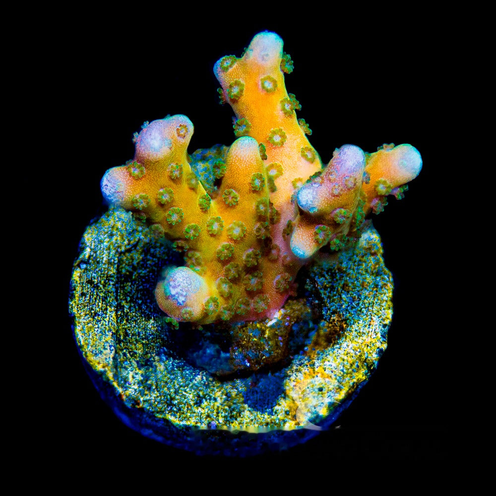 Tropicana Anacropora Frag (Aquacultured) Size: M 0.5" to 0.75" Approx Frag