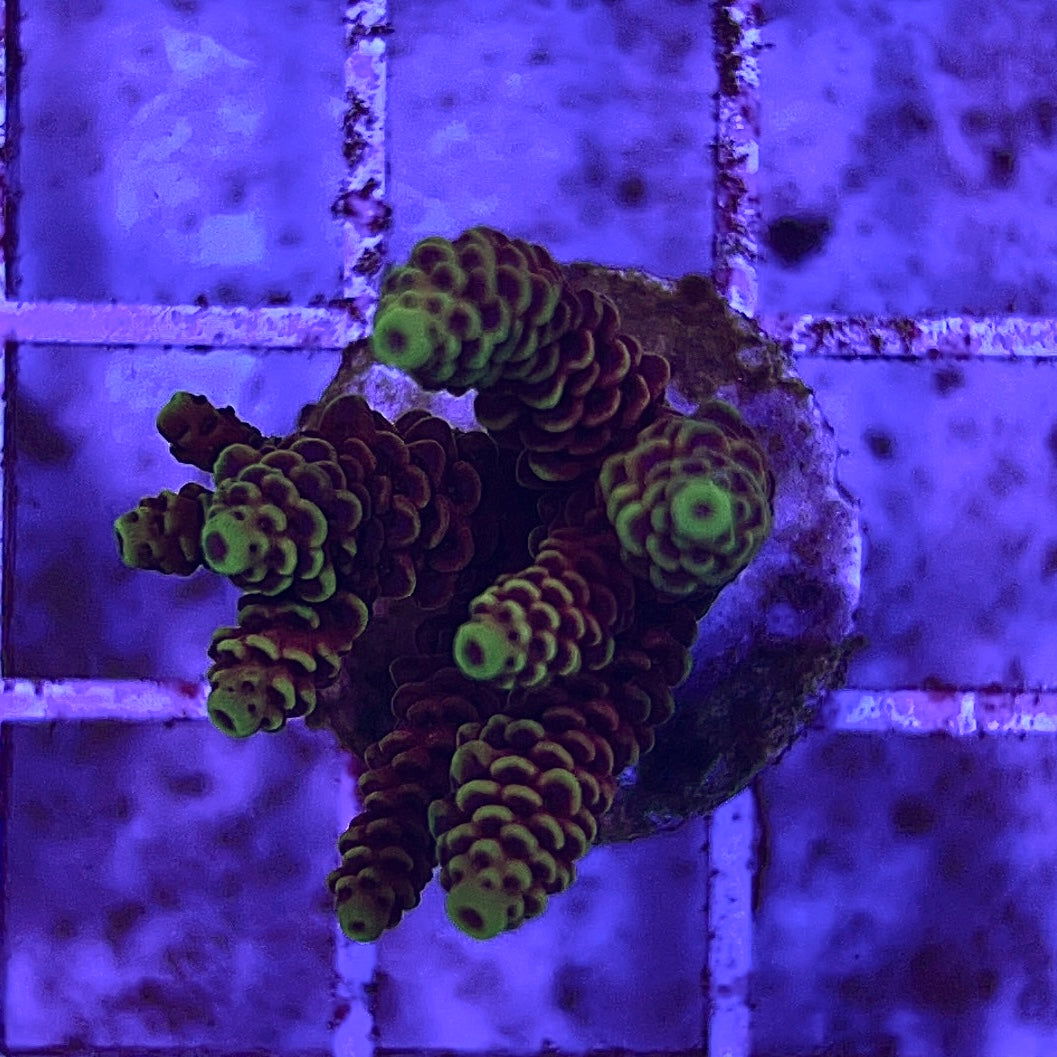 Assorted Aussie Ultra Hot Acropora Frag (Medium)