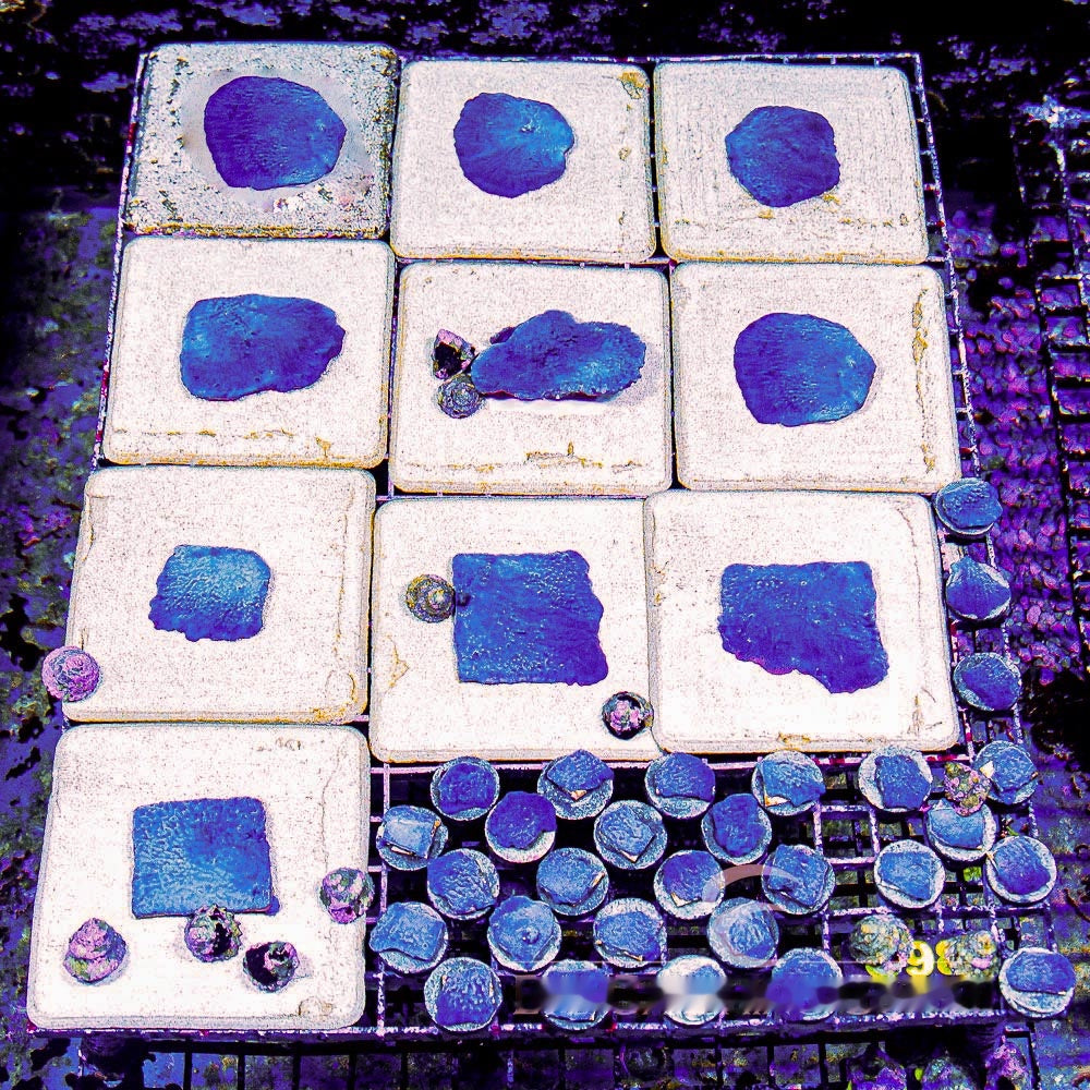 Blue Plating Photosynthetic Sponge Frag (Aquacultured) Size: M 0.75" to 1" Approx Frag