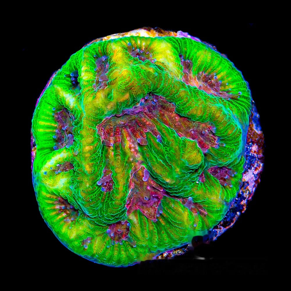 Tidal Gardens Pink Platypus Platygyra Frag (Aquacultured) Size: M 0.75" to 1" Approx Frag