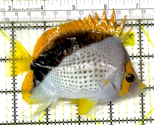 Declivis Butterflyfish DB040503 WYSIWYG Size: L 4.25" approx