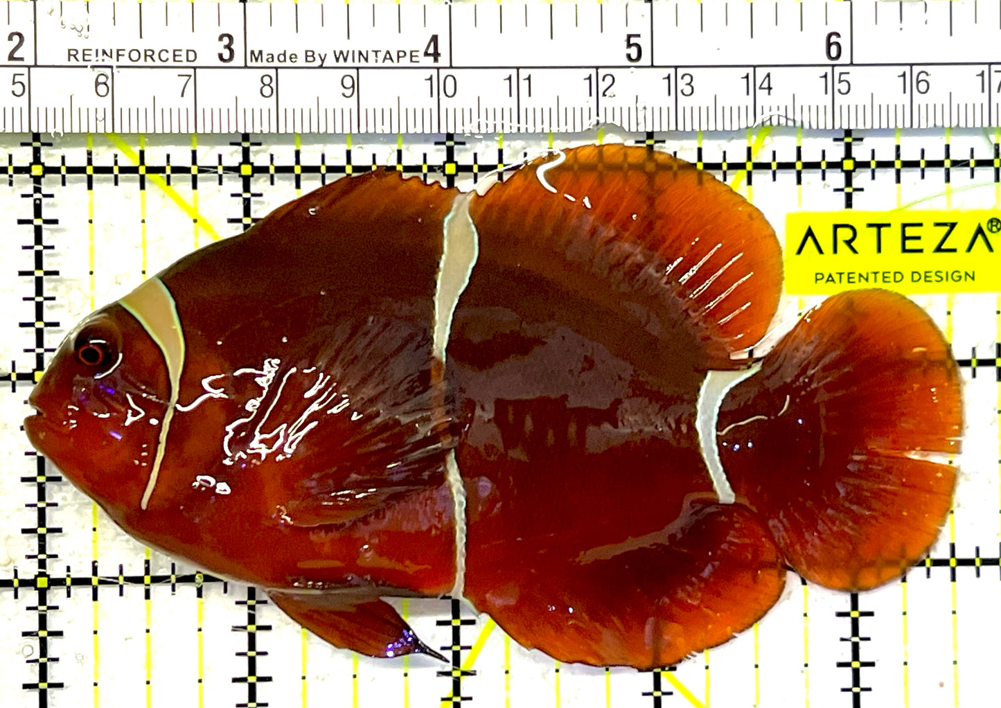 White Stripe Maroon Clownfish WSMC032102 WYSIWYG Size: XL 4.75" approx