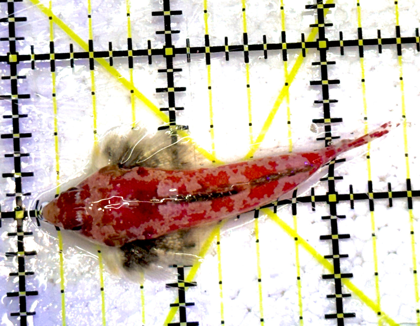 Red Scooter Dragonet RSD032001 WYSIWYG Size: M 2.25" approx