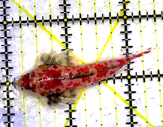 Red Scooter Dragonet RSD032001 WYSIWYG Size: M 2.25" approx