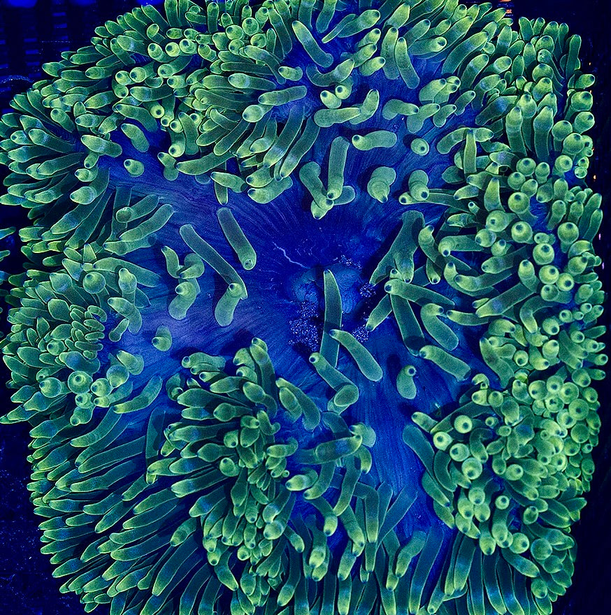 Rare Green Sebae Anemone (Australia)  Size: XL 5" to 6"