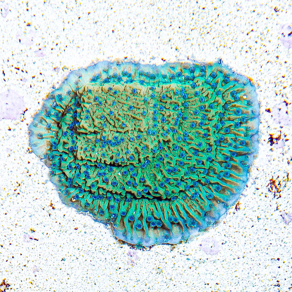 Flower Petal Montipora (Aquacultured) Size: L 2" to 3" Approx Frag - Violet Aquarium 