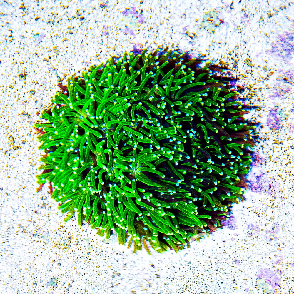 Starburst Galaxea (Aquacultured) Size: L 2" to 3" Approx Frag