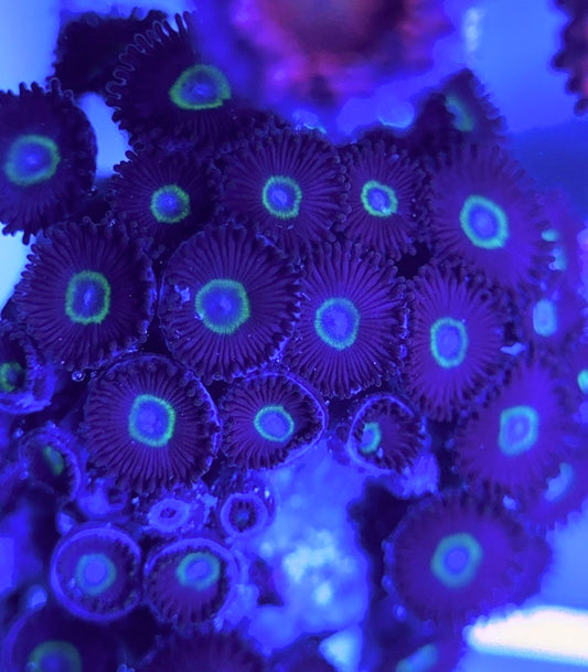 Aquacultured Zoanthids/Playthoa AZP031520 WYSIWYG