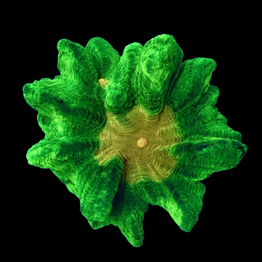 Space Invader Pectinia (Aquacultured)