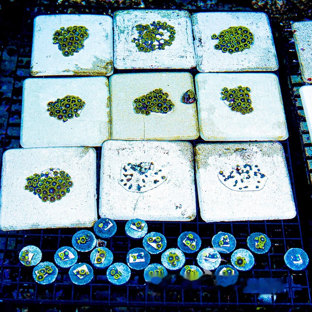 Aquacultured Starfighter Zoanthid Frag (4+ Polyp Average) Size: M 0.75” to 1” Frag