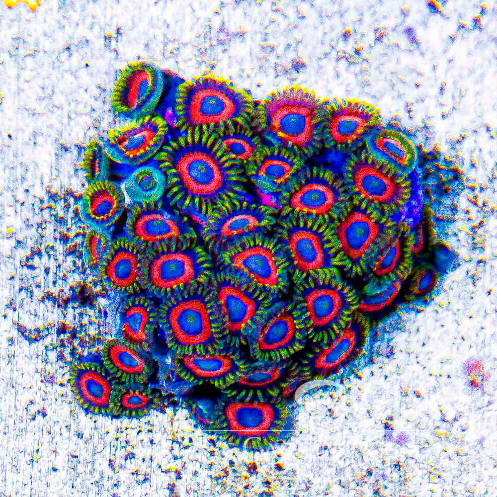 Eagle Eye Zoanthid Frag (4+ Polyp Average, Aquacultured) Size: M 0.75” to 1” Approx Frag