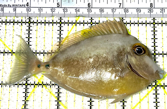 Unicorn Tang UT032102 WYSIWYG Size: ML 5" approx